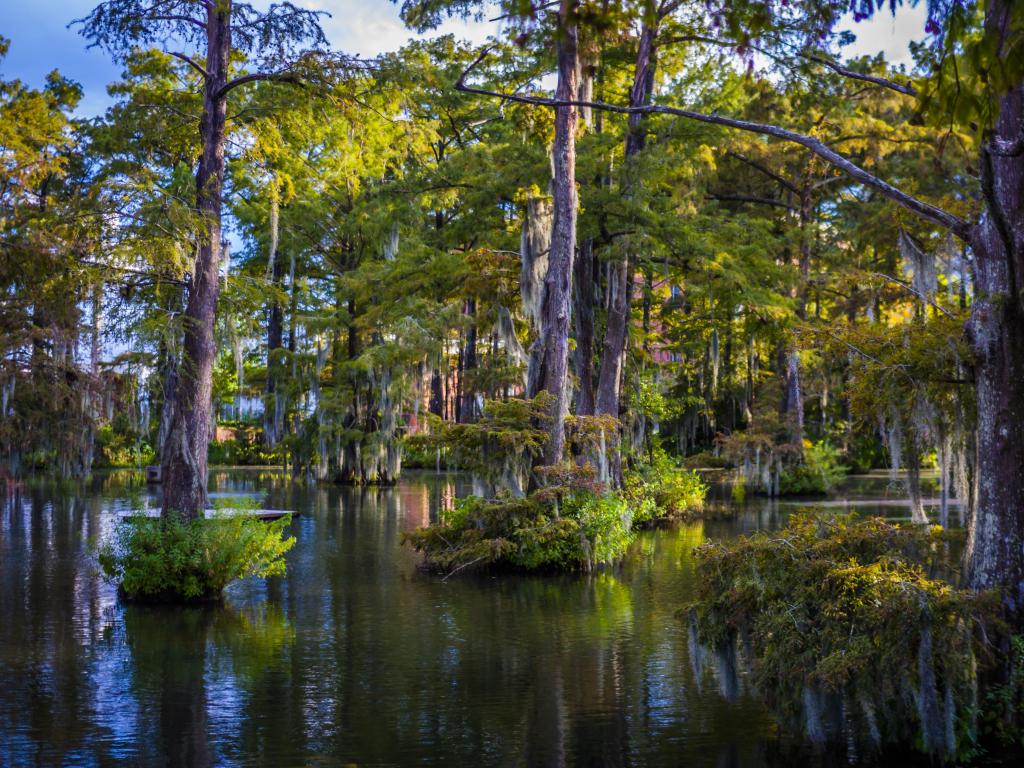 Lafayette, Louisiana showing the beautiful Cypress Lake with trees growing out of the water on a sunny day.