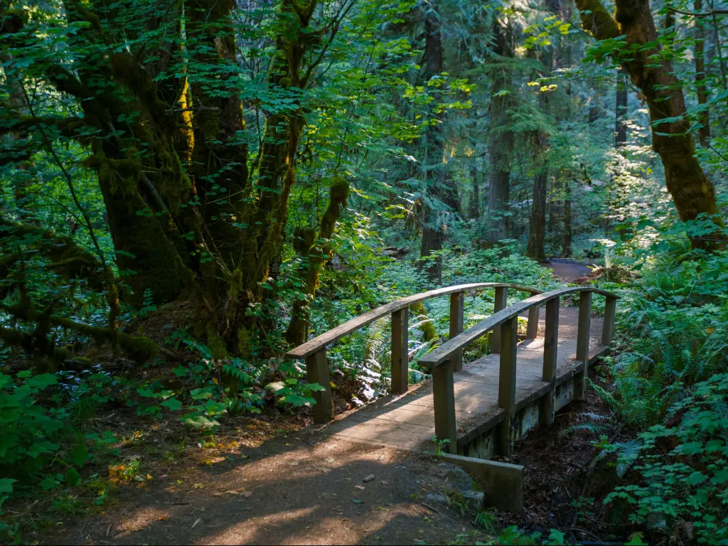 Umpqua National Forest, Oregon, USA with a trail hiking bridge surrounded by dense woodland and sunshine rays shining through.