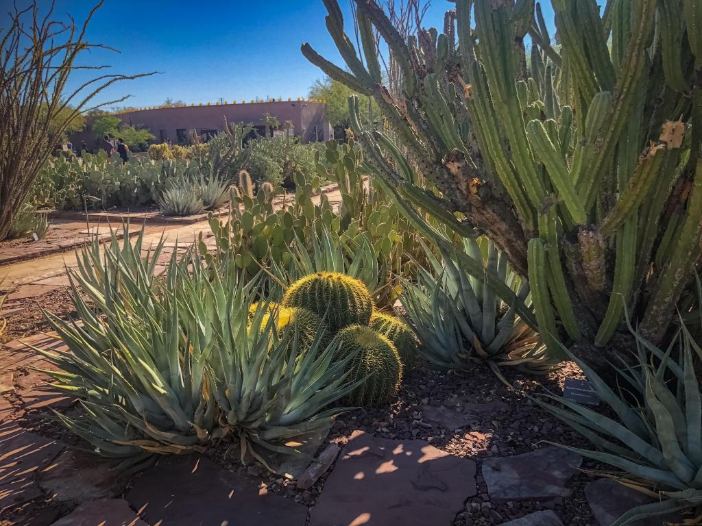Cacti and aloe vera in the botanical garden with blue sky in the background