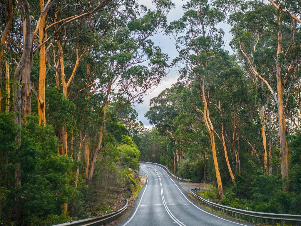 Road through tall, hazy eucalyptus forest