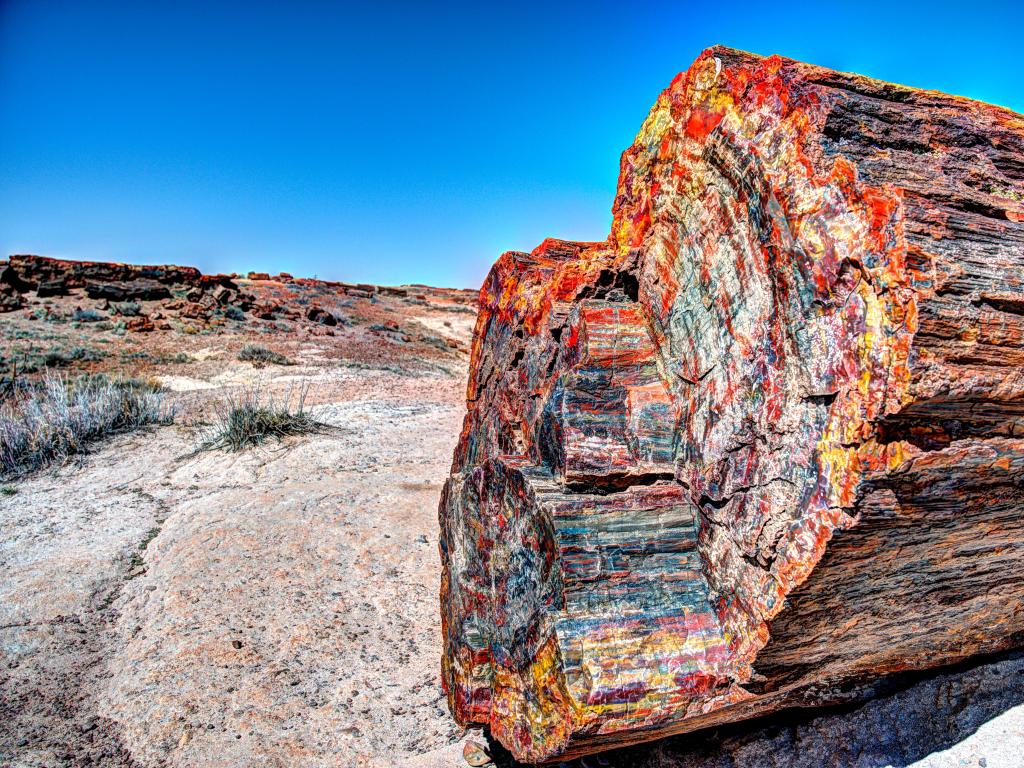 Petrified Forest National Park, Arizona, USA with petrified multicolored wood and a desert landscape against a blue sky.