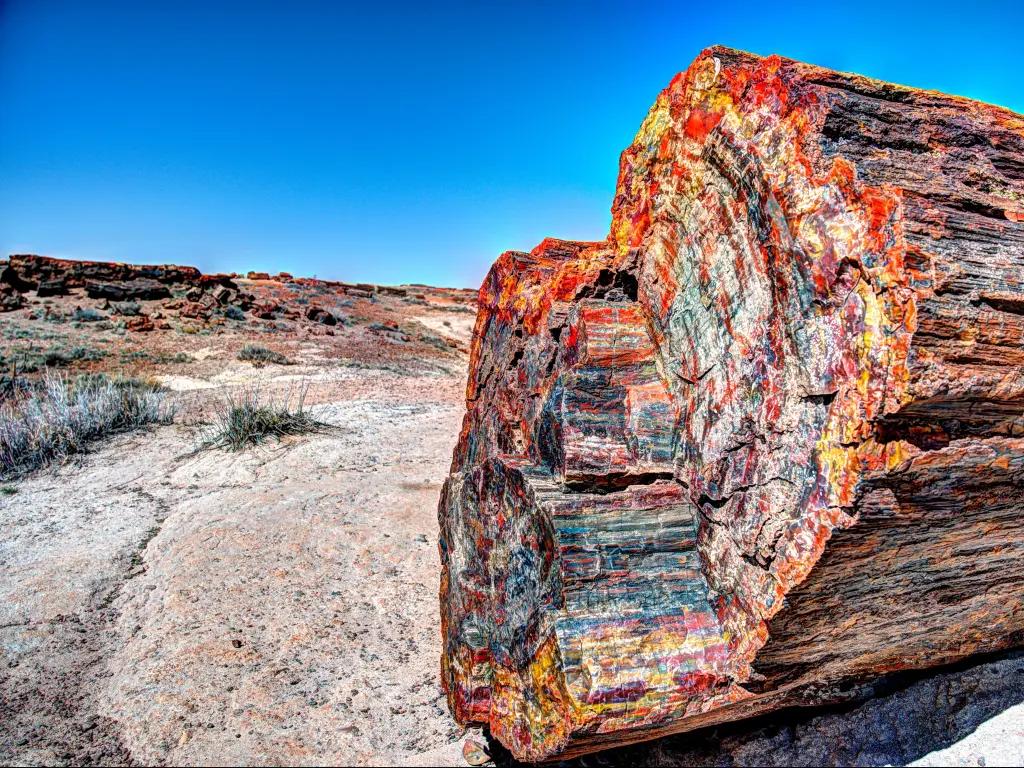 Petrified Forest National Park, Arizona, USA with petrified multicolored wood and a desert landscape against a blue sky.