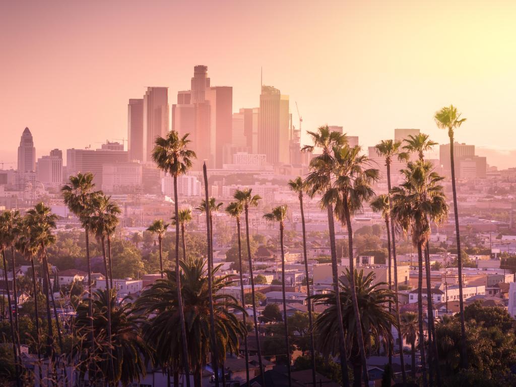 Beautiful sunset of Los Angeles downtown skyline and palm trees in foreground