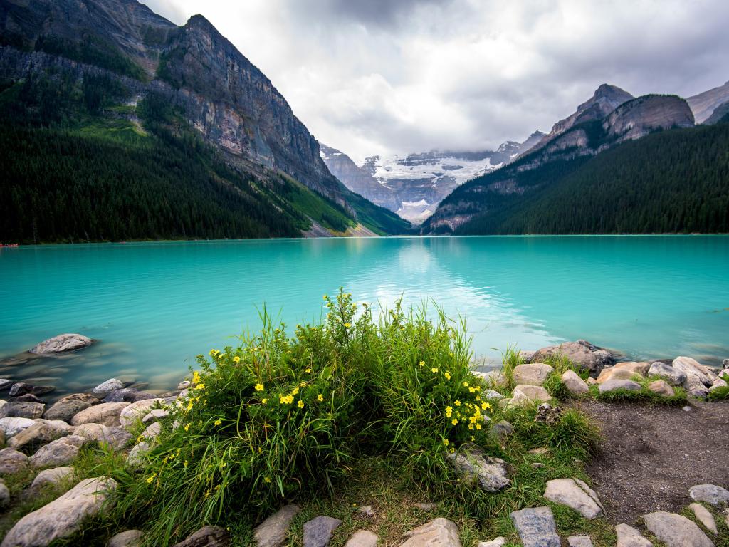 Lake Louise, Banff, Canada with the mountain reflection on the lake, yellow flowers growing on the shore in the foreground and a cloudy sky.