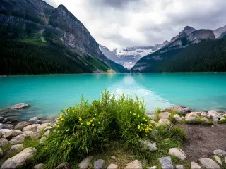 Lake Louise, Banff, Canada with the mountain reflection on the lake, yellow flowers growing on the shore in the foreground and a cloudy sky.