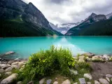 Lake Louise, Banff, Canada with the mountain reflection on the lake, yellow flowers growing on the shore in the foreground and a cloudy sky.