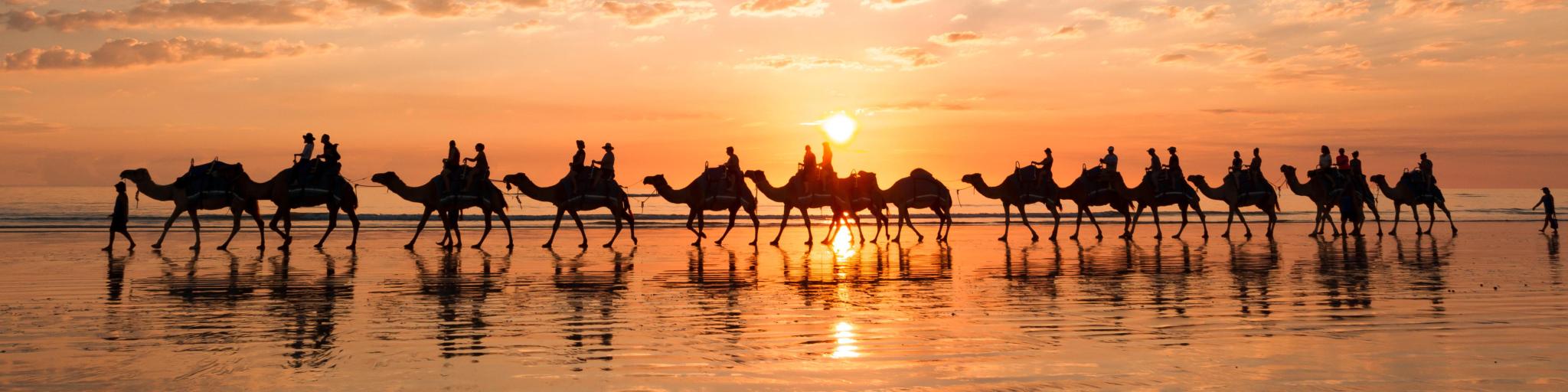 Famous Broome Camel ride during a golden sunset on Cable Beach