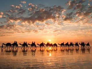Famous Broome Camel ride during a golden sunset on Cable Beach