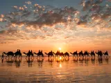 Famous Broome Camel ride during a golden sunset on Cable Beach