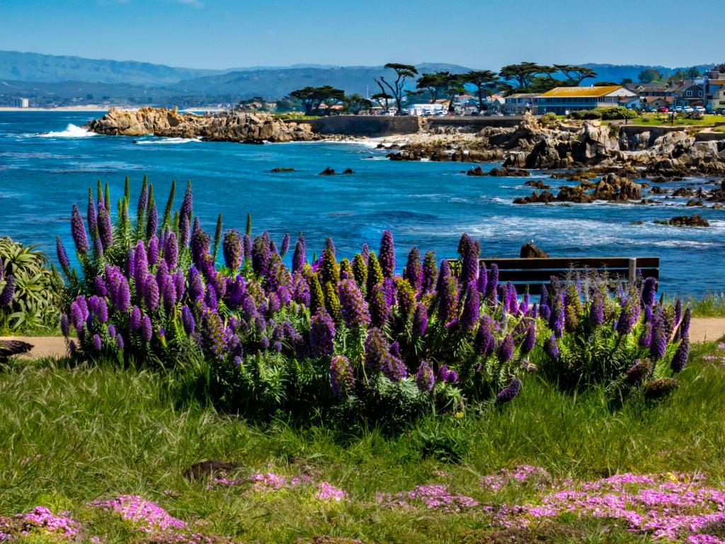 Purple flowers of the Pride of Madeira plant (Echium candicans) on a bluff in Pacific Grove, along the Monterey Bay of central California, with Lover's Point seen in the background.