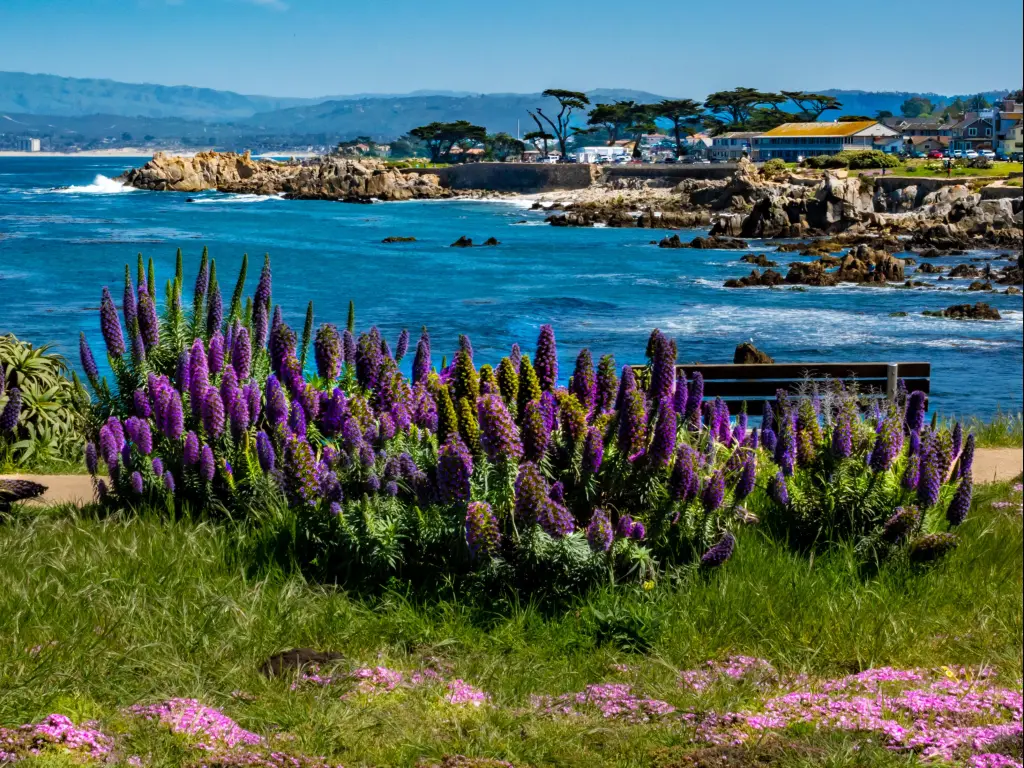 Purple flowers of the Pride of Madeira plant (Echium candicans) on a bluff in Pacific Grove, along the Monterey Bay of central California, with Lover's Point seen in the background.