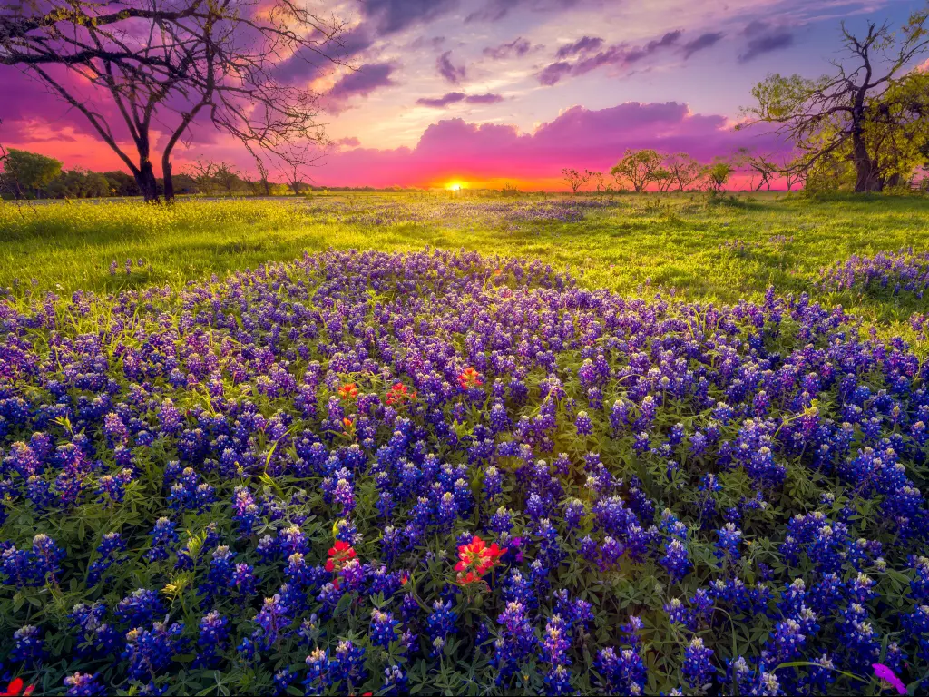 Low sunrise light reaches over the horizon to illuminate vibrant green grass and bluebonnet flowers