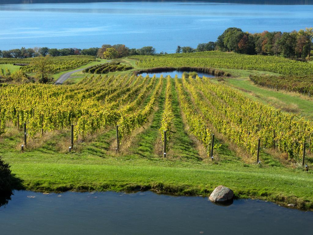 Seneca Lake Wine Trail, Finger Lakes of New York, USA with vineyards in the foreground and a blue lake in the distance taken on a sunny day.