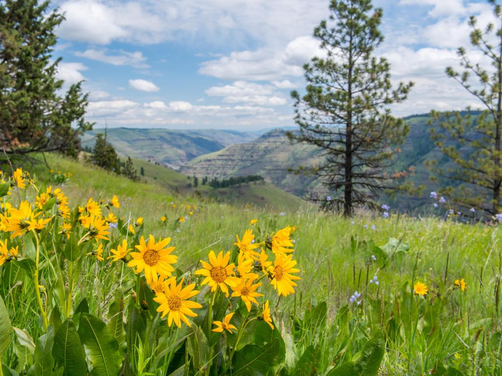 Wildflowers at the Joseph Canyon Overlook, Wallowa Whitman National Forest. The photo depicts blue skies with some clouds. 