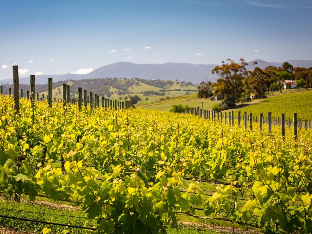 Rows of green vines run down a gently sloping hillside in a vineyard in the Yarra Valley, Victoria, Australia