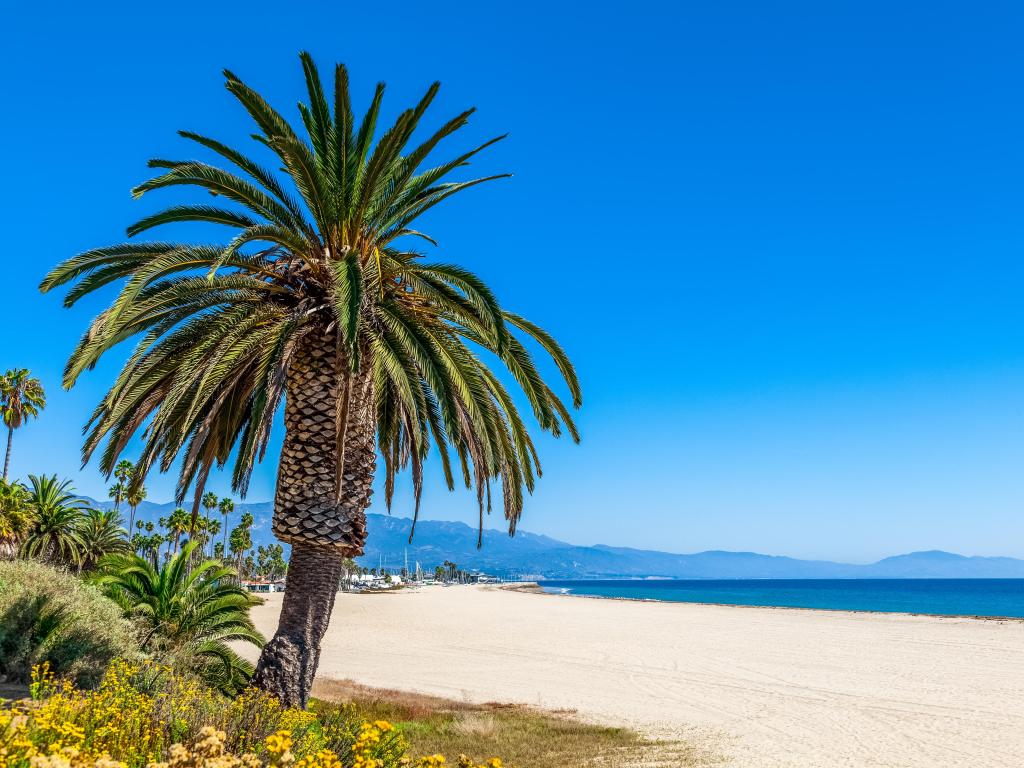Santa Barbara beach, California, USA taken on a clear sunny day with a tall palm tree in the foreground, white sand and the sea in the distance.