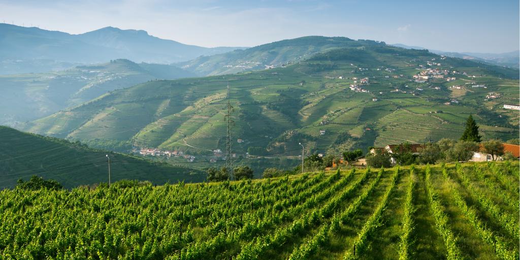 Rows of vineyards in the Douro Valley, Portugal 