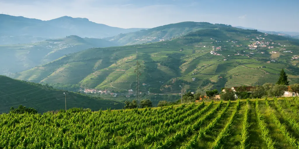 Rows of vineyards in the Douro Valley, Portugal 