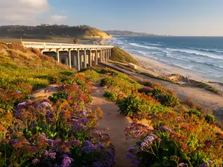 San Diego, California, USA Spring flower bloom at Torrey Pines State Beach.