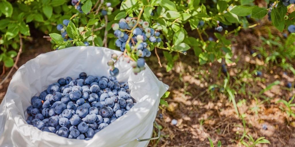 A bucket of blueberries next to a blueberry plant in Quebec 