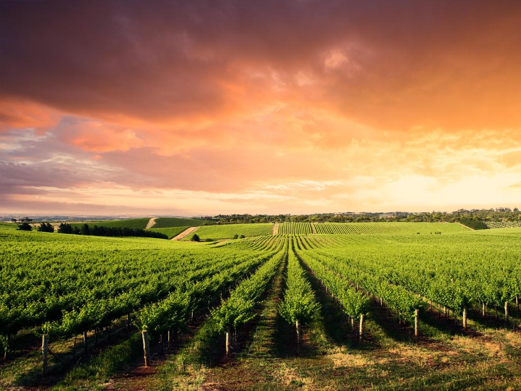 Rows of green grape vines on a gently sloping hill with vibrant pink sunset
