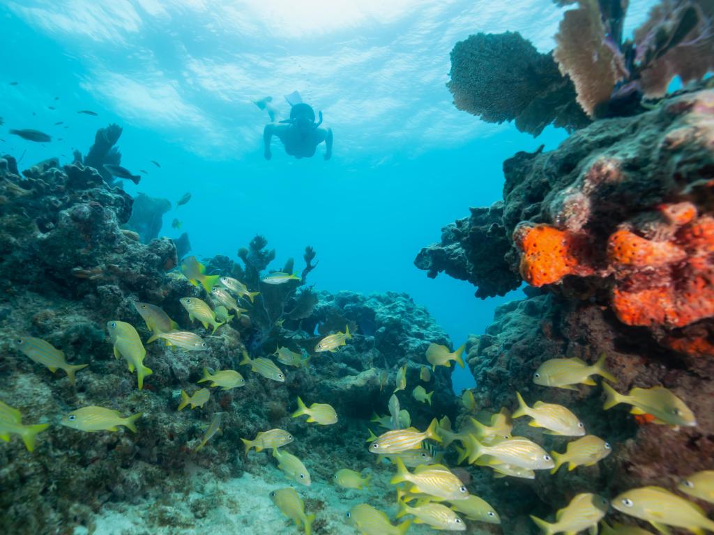 Underwater image of diver in the ocean coral reef and beautiful colours and turquoise waters, Key West, Florida, United States.