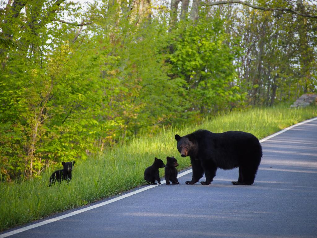 Mother bear and her cubs crossing the road in the forest