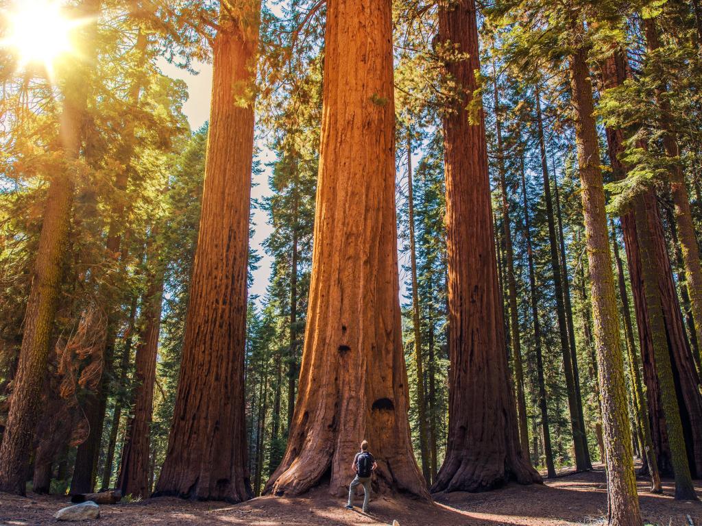 A man standing in a forest of giant sequoias in the Sequoia National Park, California