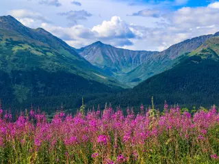Purple fireweed in Anchorage Alaska in the summer, with mountains in the background