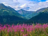 Purple fireweed in Anchorage Alaska in the summer, with mountains in the background
