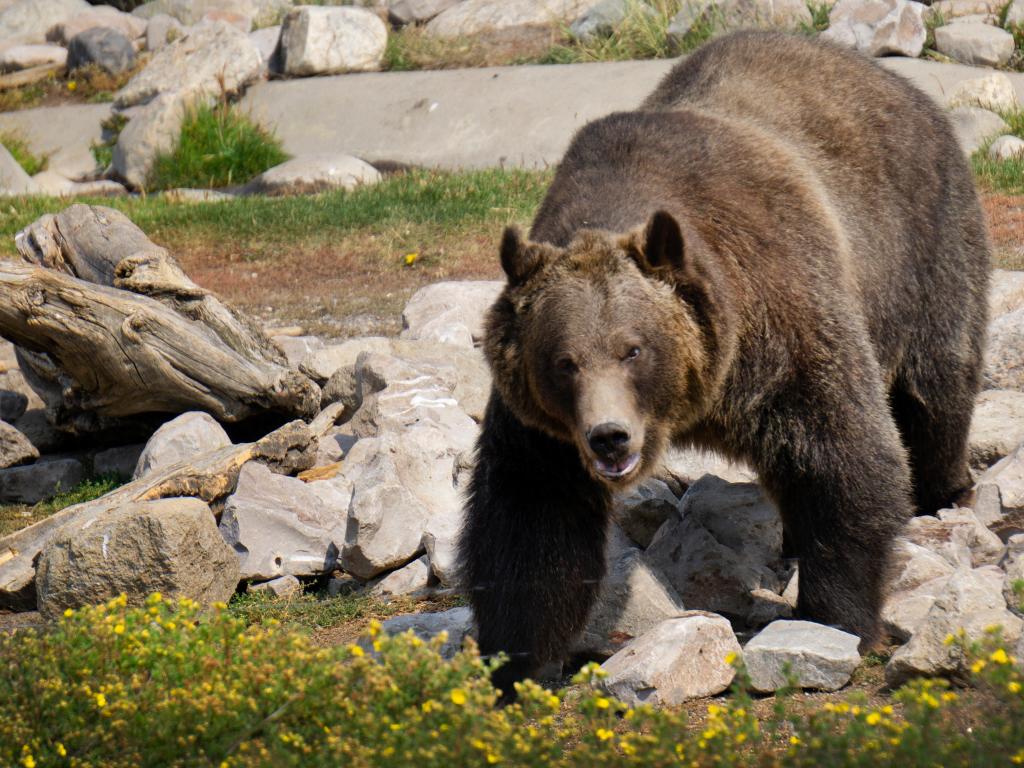 A grizzly bear seen in West Yellowstone, Wyoming at the Grizzly and Wolf Discovery Center as he climbs over rocks looking for food.