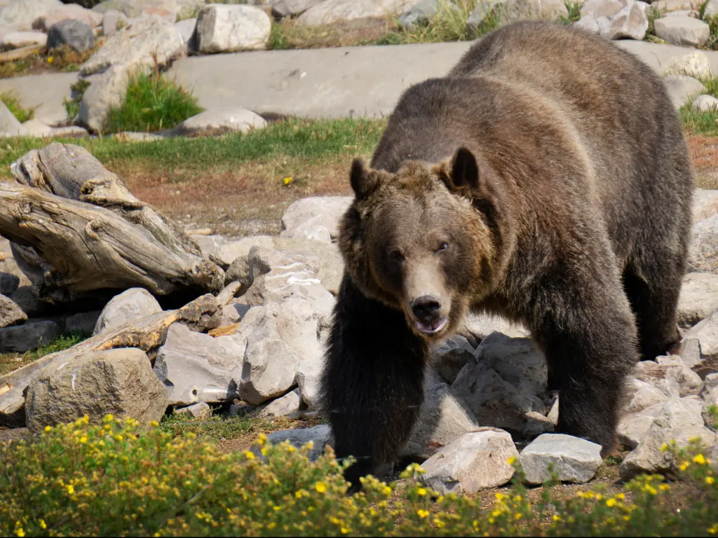 A grizzly bear seen in West Yellowstone, Wyoming at the Grizzly and Wolf Discovery Center as he climbs over rocks looking for food.