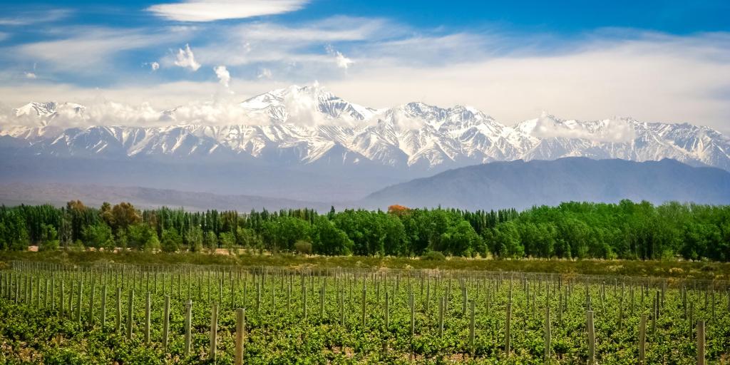 Vineyards near Mendoza in Argentina with Andes in the background on a sunny day