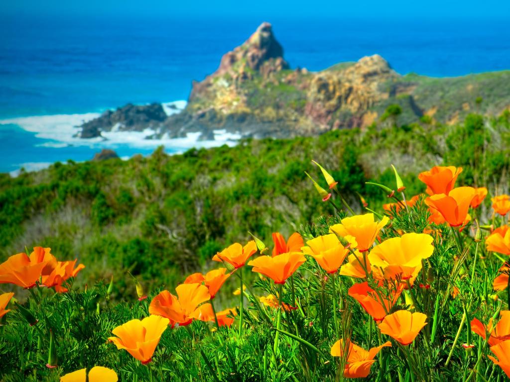 Orange California Poppies in full bloom in springtime along the coast, with sea and blue sky in the background