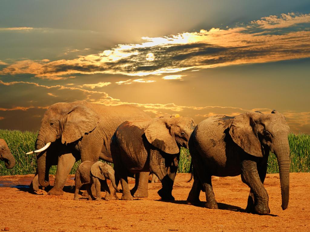 African elephant herd, Loxodonta africana, of different ages walking away from water hole, Addo Elephant National Park, South Africa