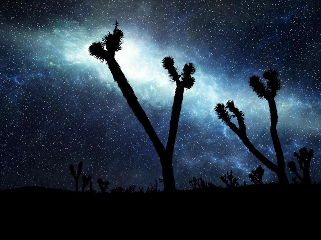 Starry Sky Desert Silhouette - Joshua Trees silhouetted against the night sky.