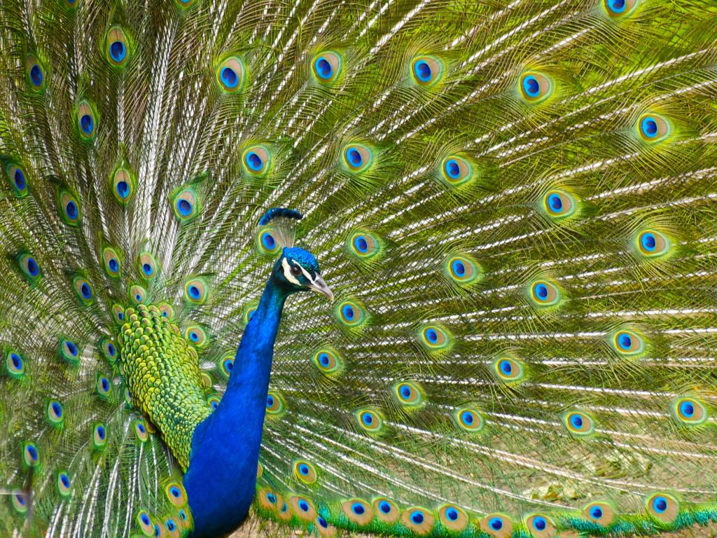 The display of a male peacock at the Cincinnati Zoo and Botanical Gardens in Cincinnati, OH USA