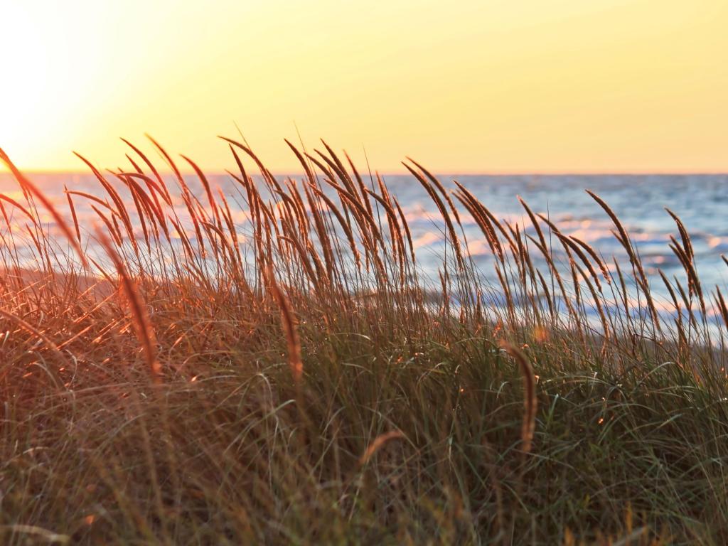 Tall beach grass glows in sunset light, in foreground of Lake Michigan located in the Indiana Dunes Lakeshore during Autumn in October