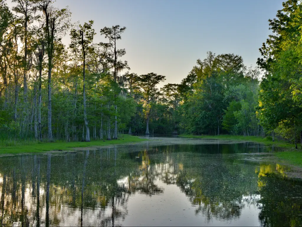 Bayou Black in Houma is an one of the best cypress swamps to visit from New Orleans