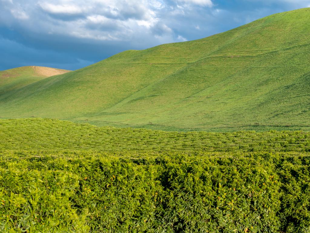 Olive Plantation in Bakersfield, California on a sunny day with green rolling hills. 