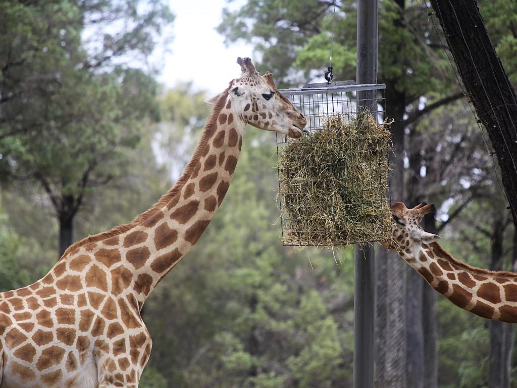 Dubbo, Australia with a view of giraffes from Taronga Western Plains Zoo in Dubbo. 