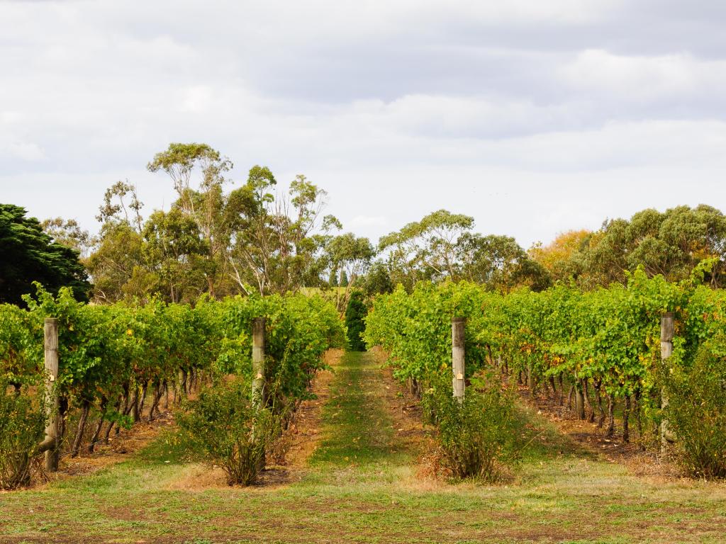 Rows of vines in a Bellarine Peninsula vineyard - Geelong, Victoria, Australia