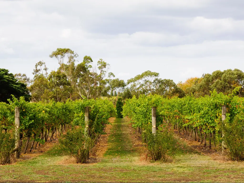 Rows of vines in a Bellarine Peninsula vineyard - Geelong, Victoria, Australia