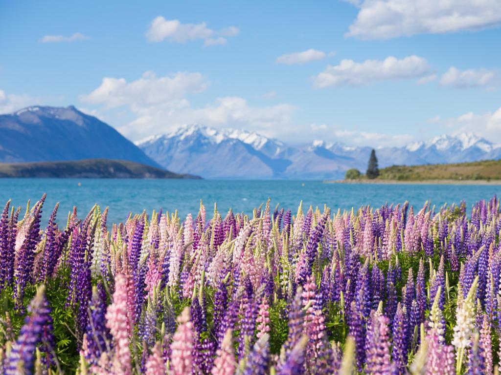 Lake Tekapo, New Zealand with beautiful lupine flowers in the foreground and the lake and mountains in the distance. 