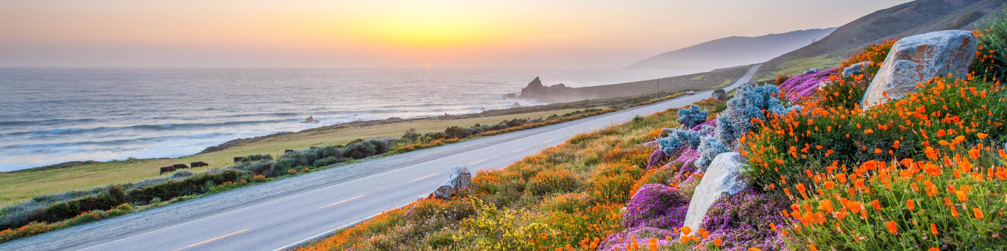 Big Sure California with wild flowers in the foreground separated by a road  and the coastline in the background at sunset.
