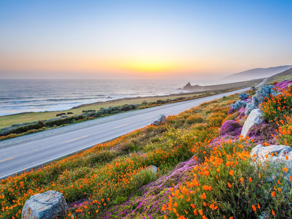 Big Sure California with wild flowers in the foreground separated by a road  and the coastline in the background at sunset.