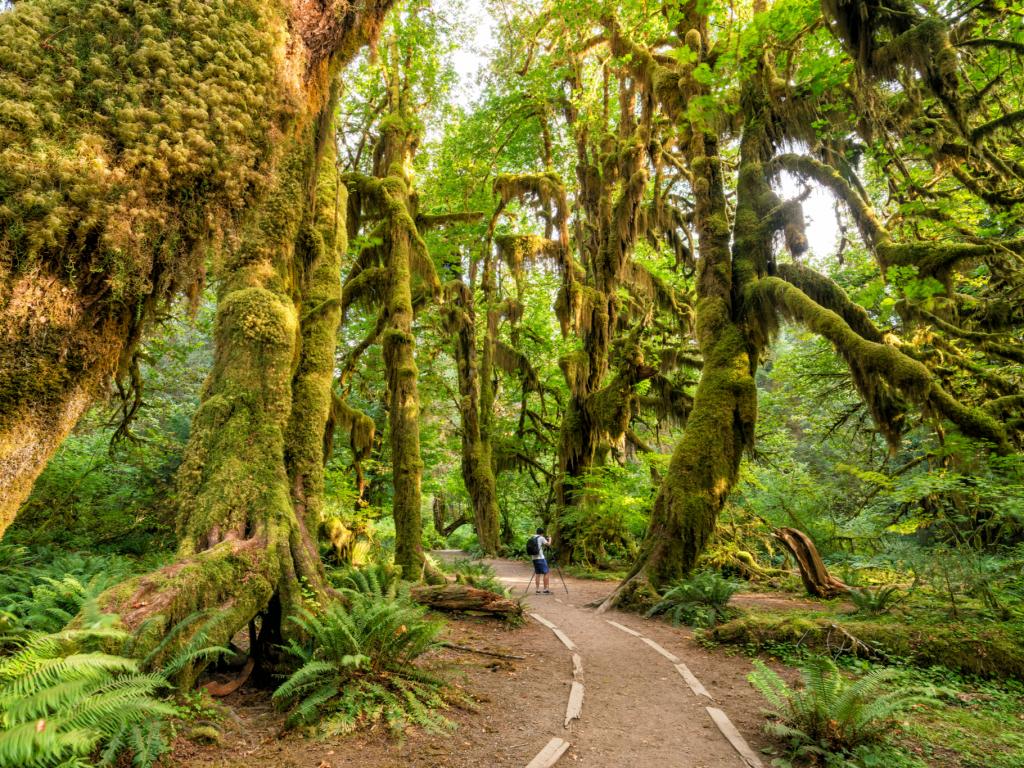 A walker treks through Hoh rain forest in Olympic National Park, Washington