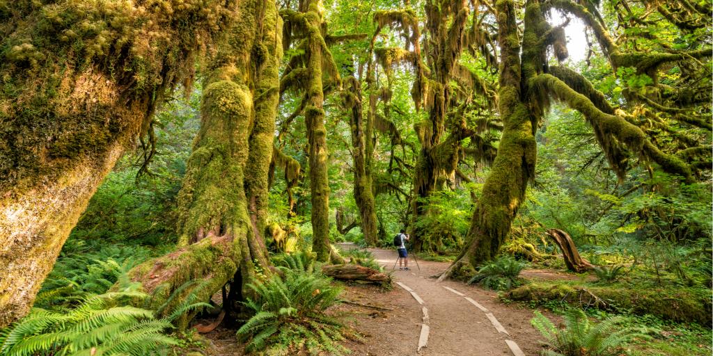 A walker treks through Hoh rain forest in Olympic National Park, Washington