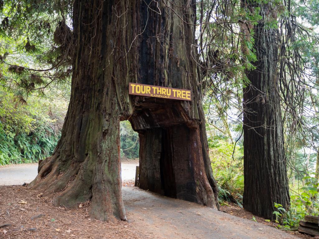 A giant tree with a tunnel through it for cars to drive through