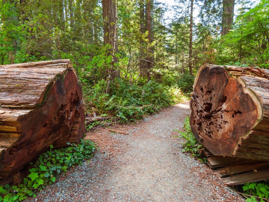 Fallen and tall trees surrounding pathway through Redwood National Park in California